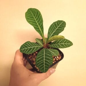 Euphorbia leuconeura (Nukkatyräkki)