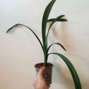 Clivia minata (Kliivia, punasarja)