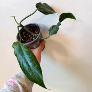Philodendron Camouflage (Köynnösvehka)