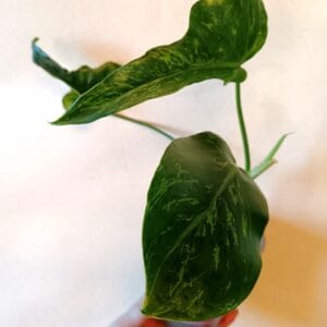 Philodendron Camouflage (Köynnösvehka)