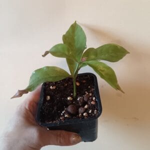 Pereskia aculeata (Karibianpuukaktus)