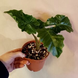 Alocasia Low Rider (Juurakkovehka)