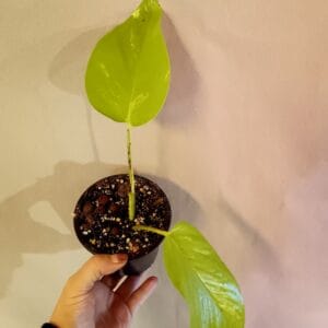 Epipremnum Neon Variegata (Kultaköynnös)