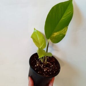 Epipremnum Neon Variegata (Kultaköynnös)