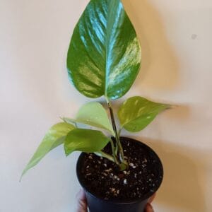 Epipremnum Neon Variegata (Kultaköynnös)