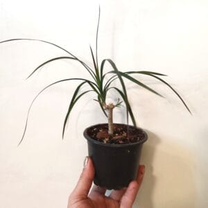 Dracaena marginata (Reunustraakkipuu)