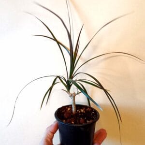 Dracaena marginata (Reunustraakkipuu)
