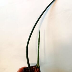 Dracaena cylindrica (Keihäsanopinkieli)