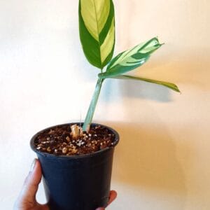 Ctenanthe lubbersiana Golden Mosaic (Viherraitamatti)