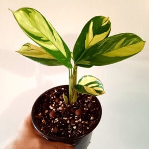 Ctenanthe lubbersiana Golden Mosaic (Viherraitamatti)