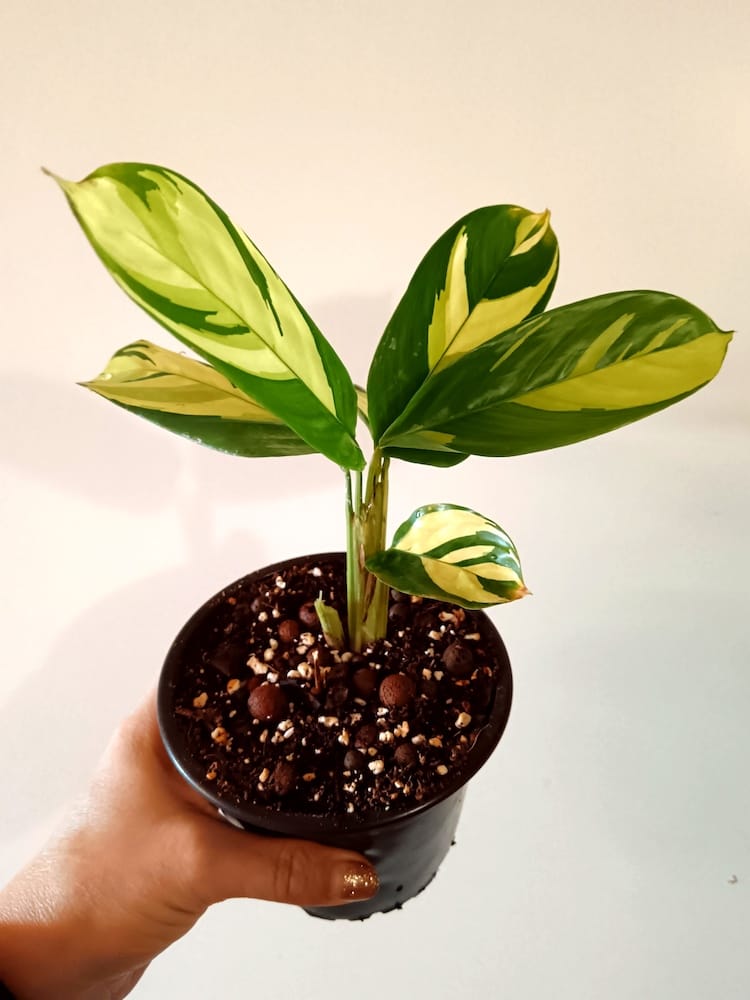 Ctenanthe lubbersiana Golden Mosaic (Viherraitamatti)