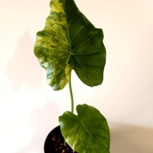Alocasia odora California Aurea Variegata (Juurakkovehka)