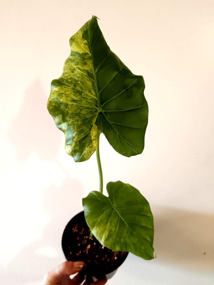 Alocasia odora California Aurea Variegata (Juurakkovehka)